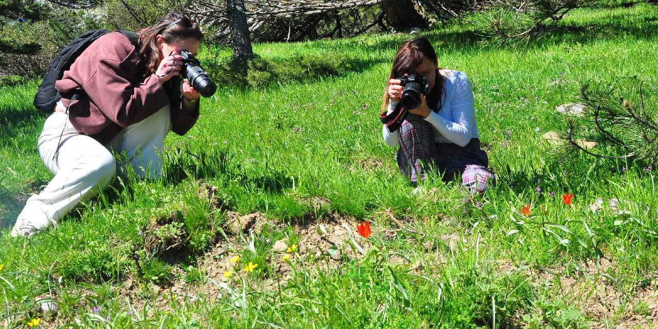Yılda Bir Kez Açan Manisa Lalesi İçin Ceza Artışı!