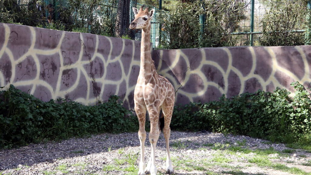 turkiyede-dogan-ilk-zurafanin-ismi-anketle-belli-olacak-HKP7DIj5