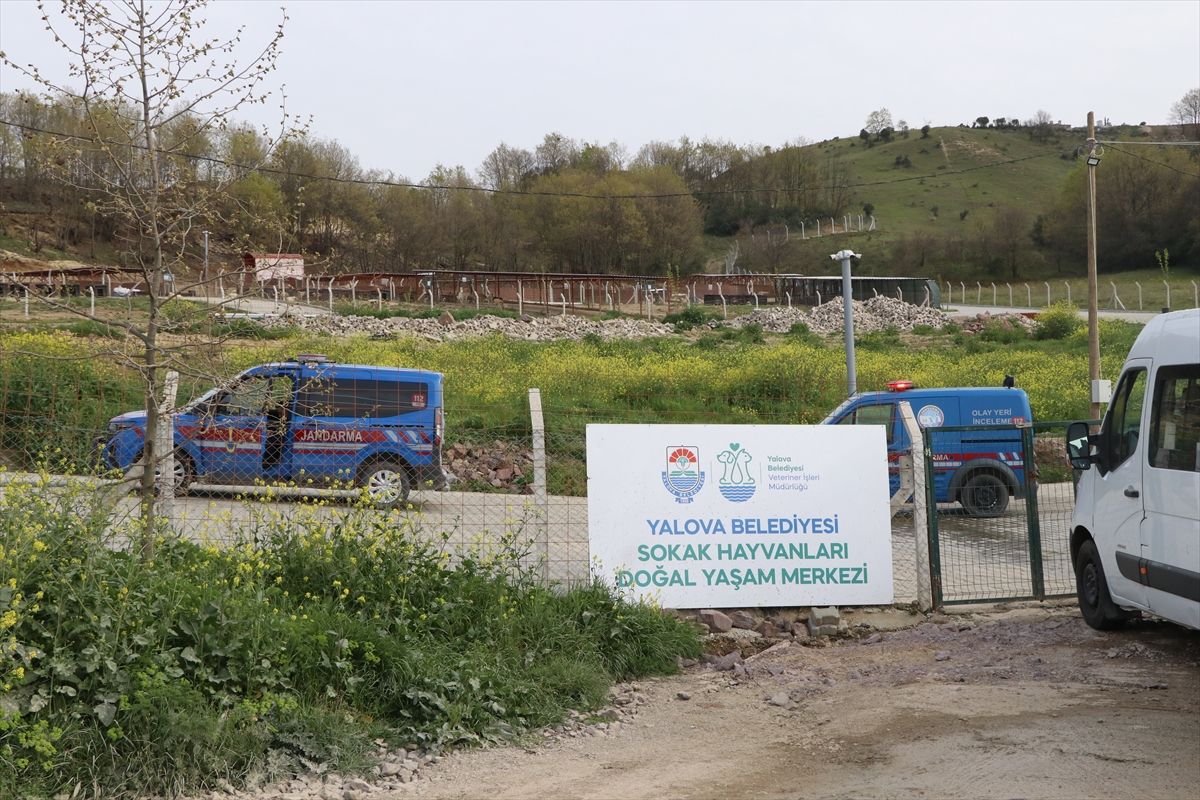 Yalova’da Sokak Hayvanları Üzerine Başlatılan Soruşturma